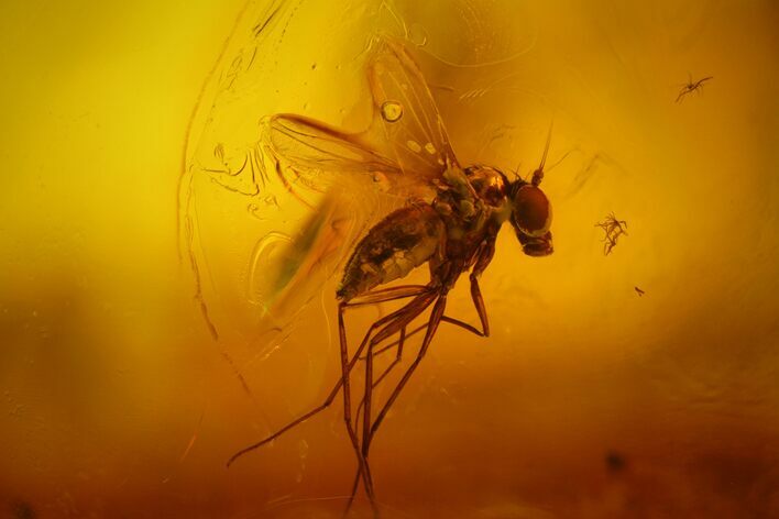 Fossil Fly (Diptera) In Baltic Amber #163493